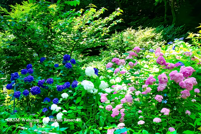 阿弥陀寺 紫陽花