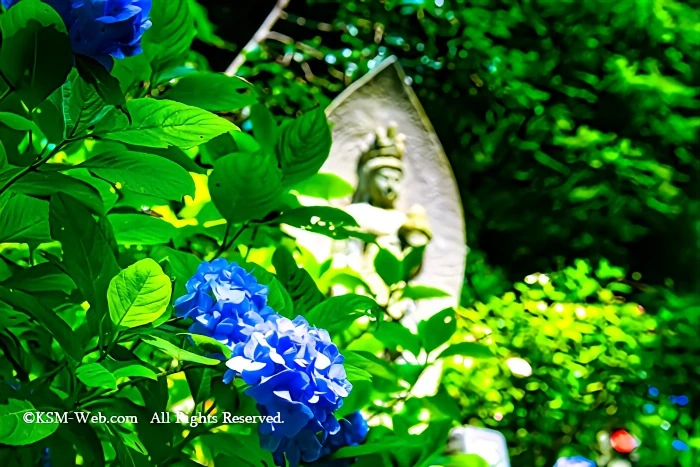 阿弥陀寺の紫陽花と石仏