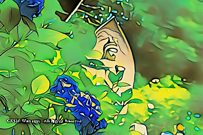 阿弥陀寺の紫陽花と石仏