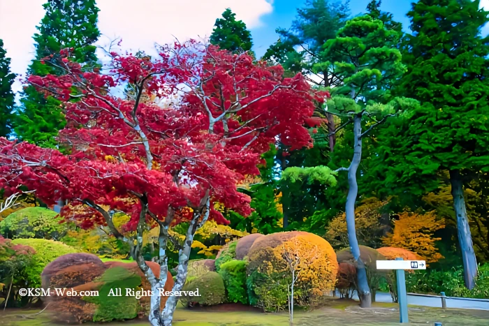 恩師箱根公園の画像