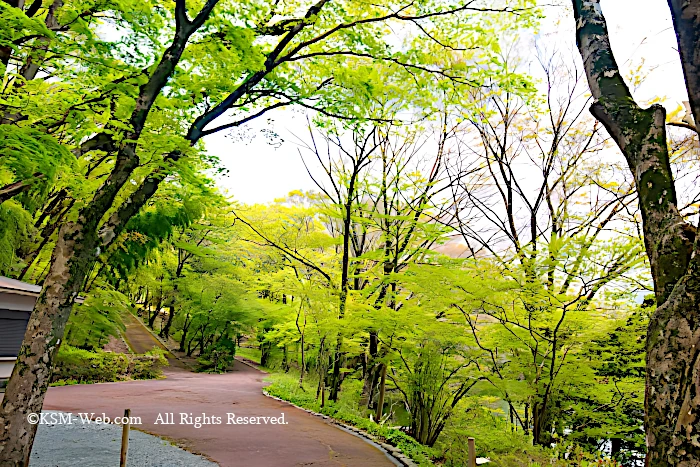 箱根九頭竜神社参道