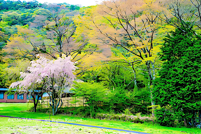 箱根九頭竜神社の森