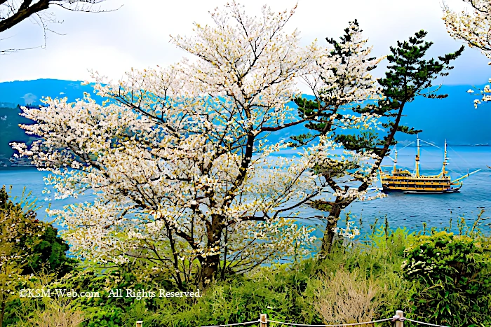 芦ノ湖 桜のの前を海賊船が通過