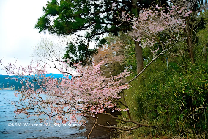 芦ノ湖湖畔の桜