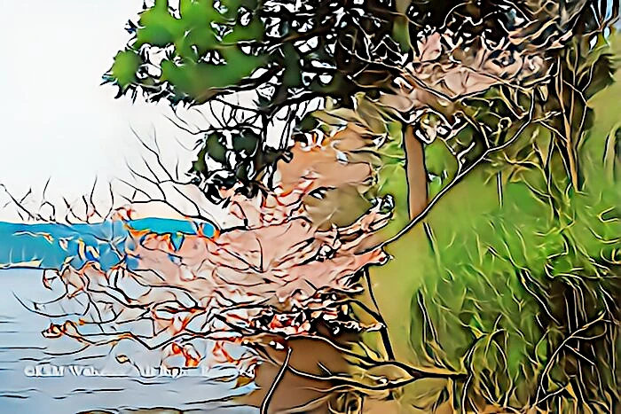 芦ノ湖湖畔の桜