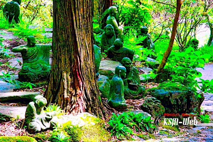 新緑の箱根仙石原長安寺