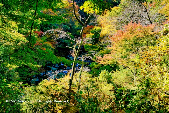 堂ヶ島渓谷紅葉の画像です