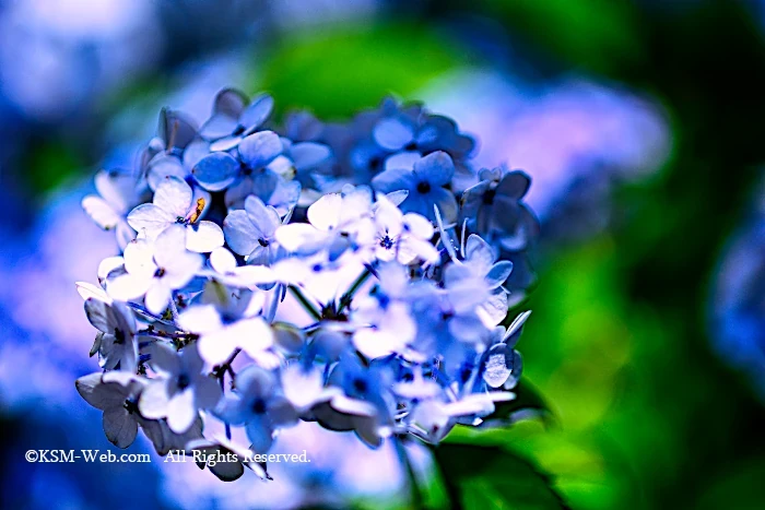 箱根強羅公園アジサイ