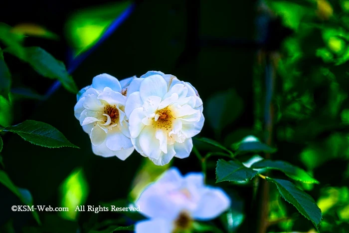 箱根強羅公園バラ