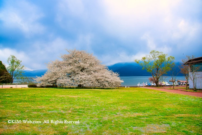 箱根園湖畔の一本桜