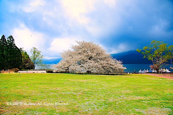 箱根園湖畔の一本桜