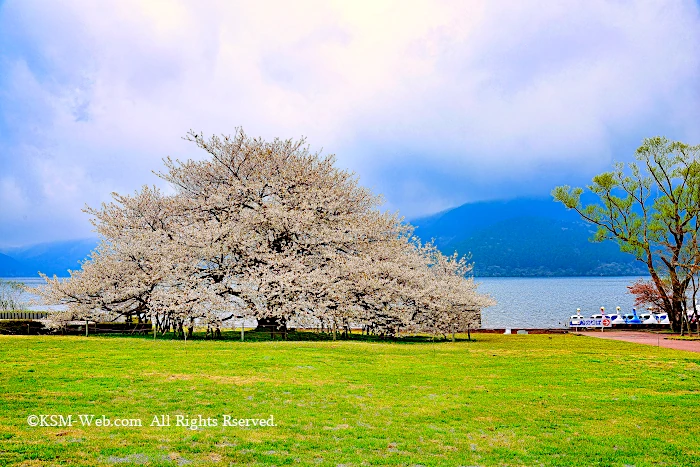 箱根園湖畔の一本桜