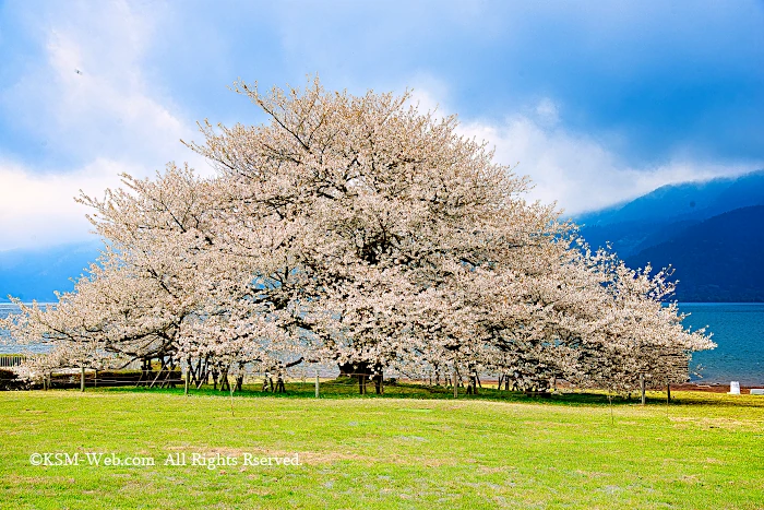 箱根園湖畔の一本桜