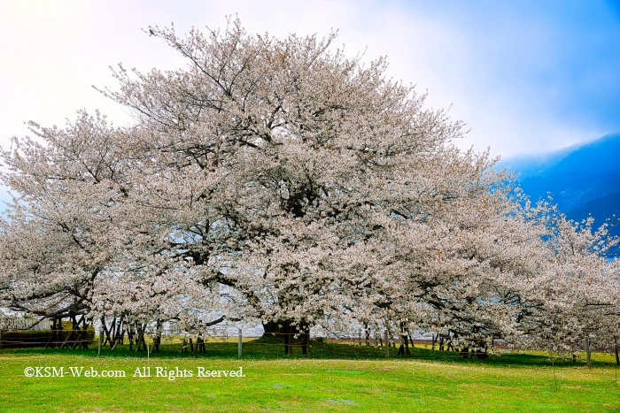 箱根園湖畔の一本桜