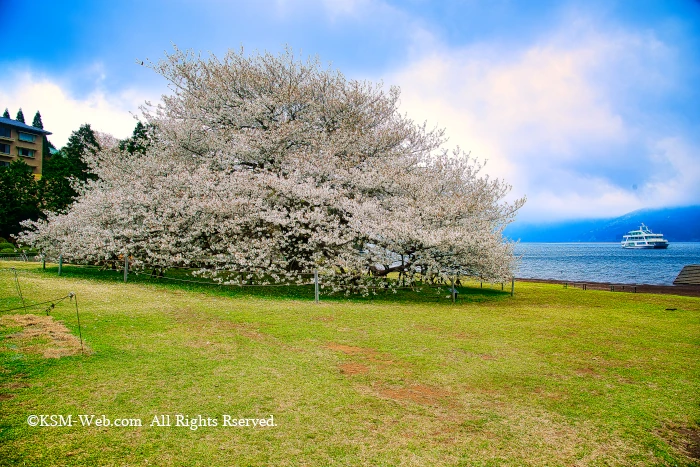 箱根園湖畔の一本桜