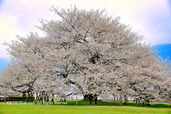 箱根園湖畔の一本桜