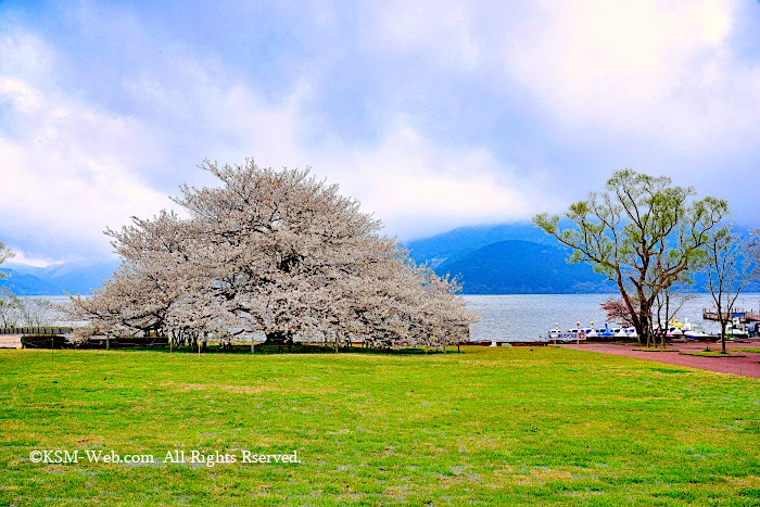 箱根園湖畔の一本桜