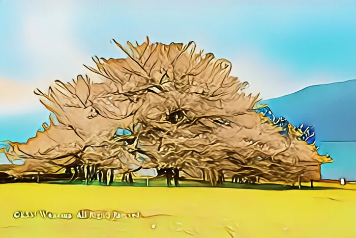箱根園湖畔の一本桜