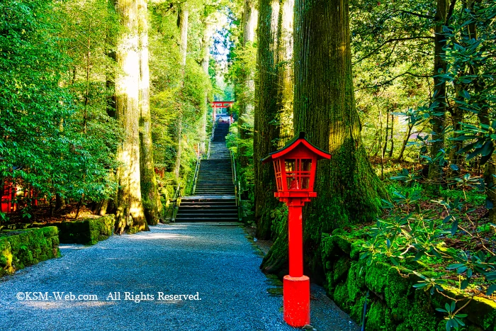 箱根神社正参道