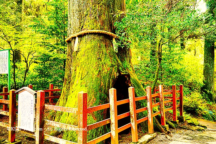 箱根神社安産杉