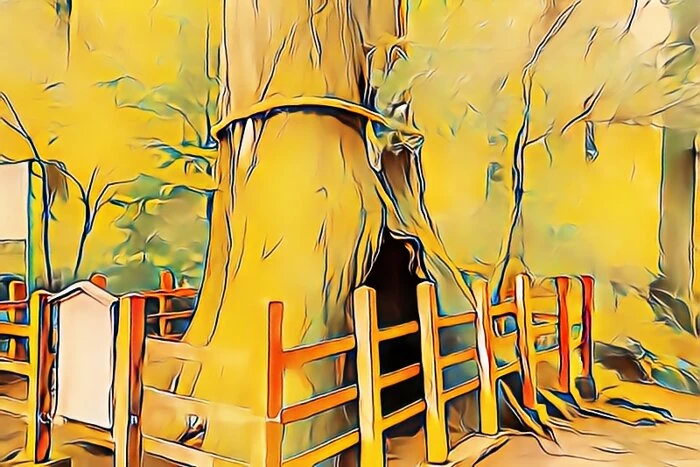 箱根神社安産杉