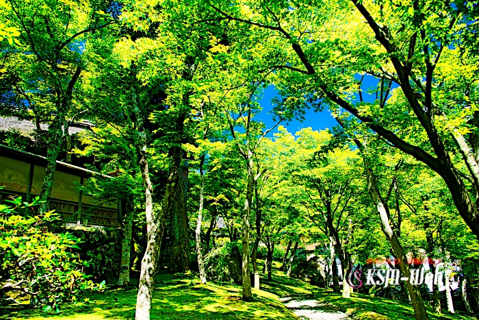 箱根美術館 苔庭
