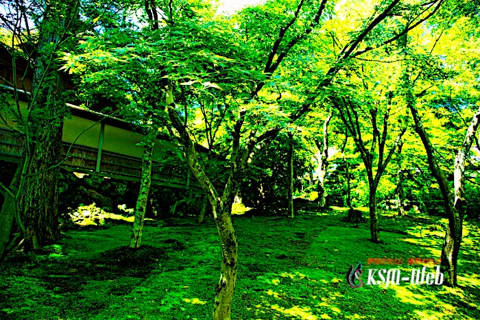 箱根美術館 苔庭