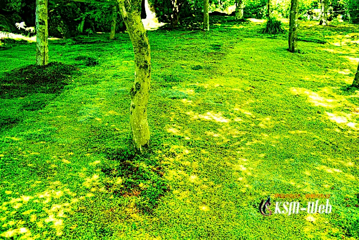 箱根美術館 苔庭