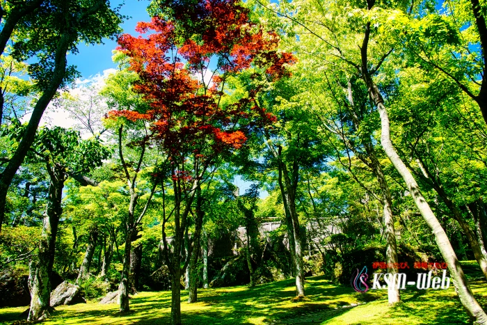 箱根美術館 苔庭