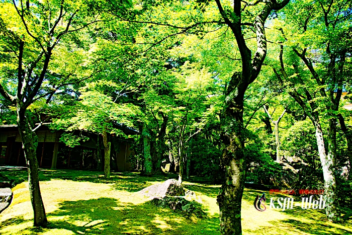 箱根美術館 苔庭