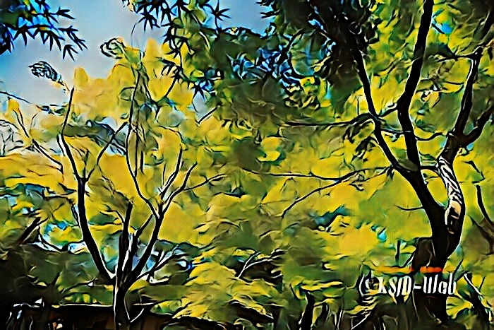 箱根美術館 苔庭