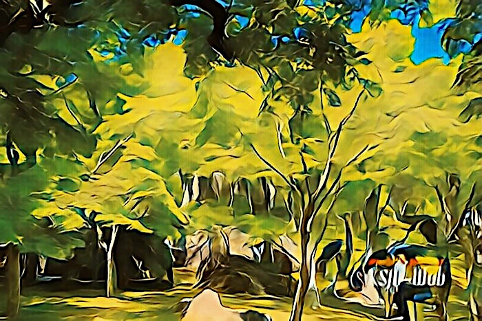 箱根美術館 苔庭