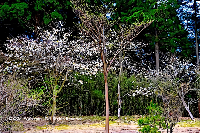 箱根森のふれあい館付近