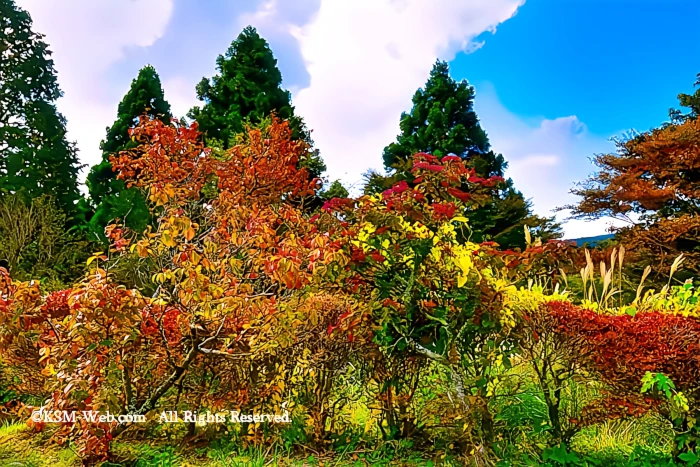 箱根やすらぎの森