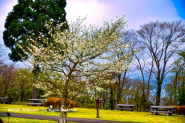 箱根やすらぎの森