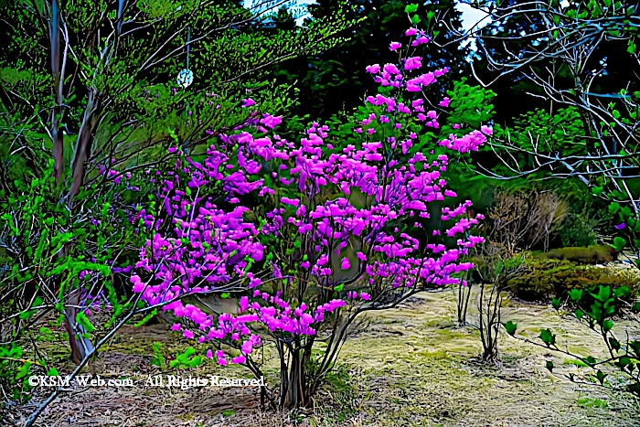 箱根やすらぎの森