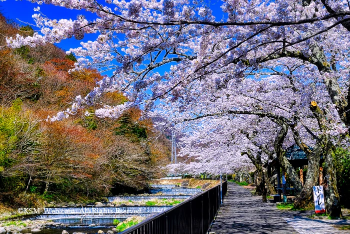 宮城野早川堤の桜並木