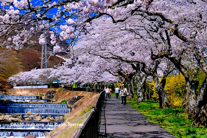 宮城野早川堤の桜並木