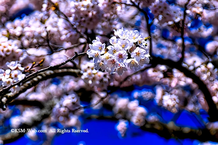 宮城野早川堤の桜並木