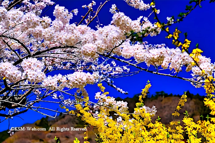 宮城野早川堤の桜並木