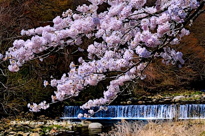 宮城野早川堤の桜並木