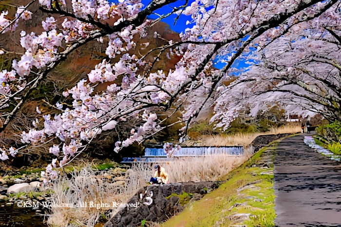 宮城野早川堤の桜並木