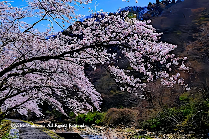 宮城野早川堤の桜並木