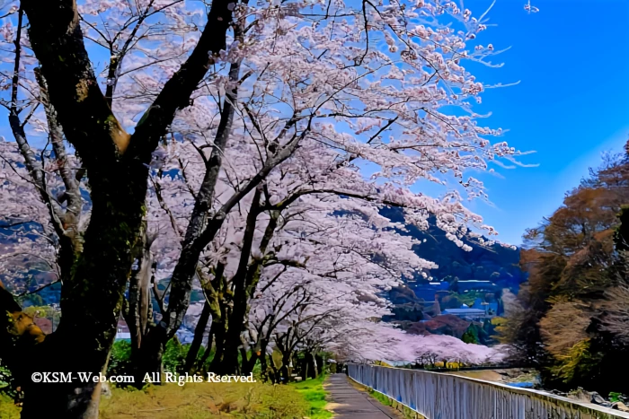 宮城野早川堤の桜並木