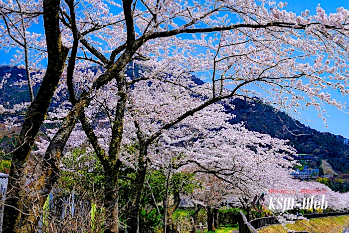 宮城野早川堤の桜並木
