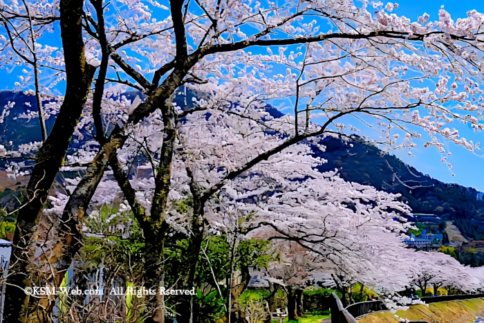 宮城野早川堤の桜並木