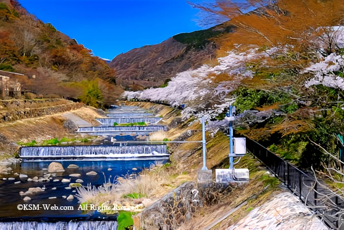 宮城野早川堤の桜並木