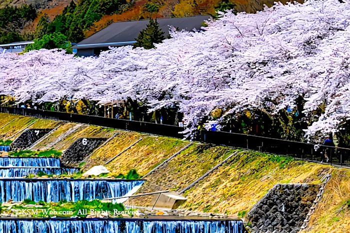 宮城野早川堤の桜並木