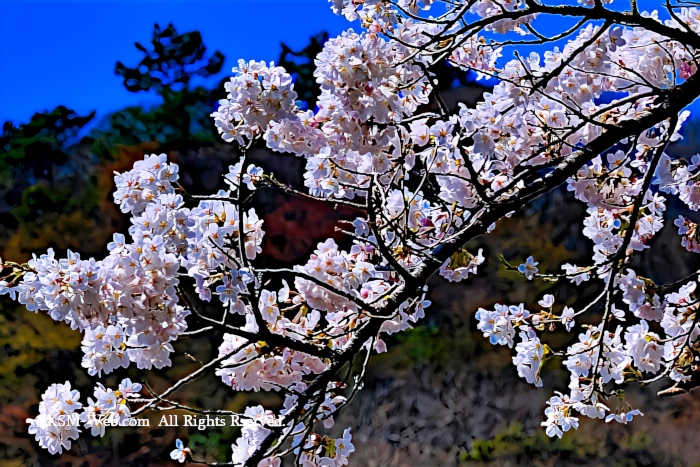 宮城野早川堤の桜並木