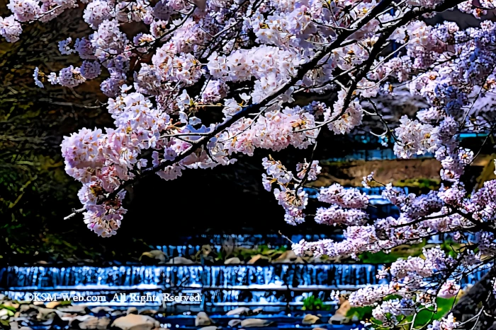 宮城野早川堤の桜並木